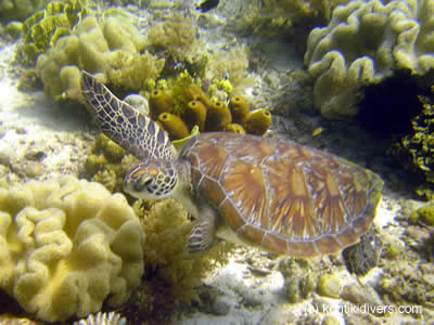 turtle in marine sanctuary mactan