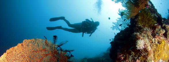 mactan, cebu: diivng in marine sanctuaries